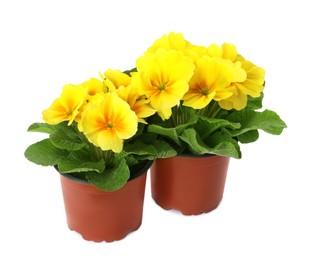 Photo of Beautiful primula (primrose) plants with yellow flowers on white background. Spring blossom