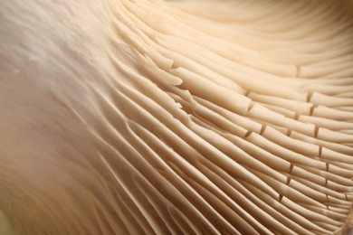 Photo of Fresh oyster mushroom as background, macro view