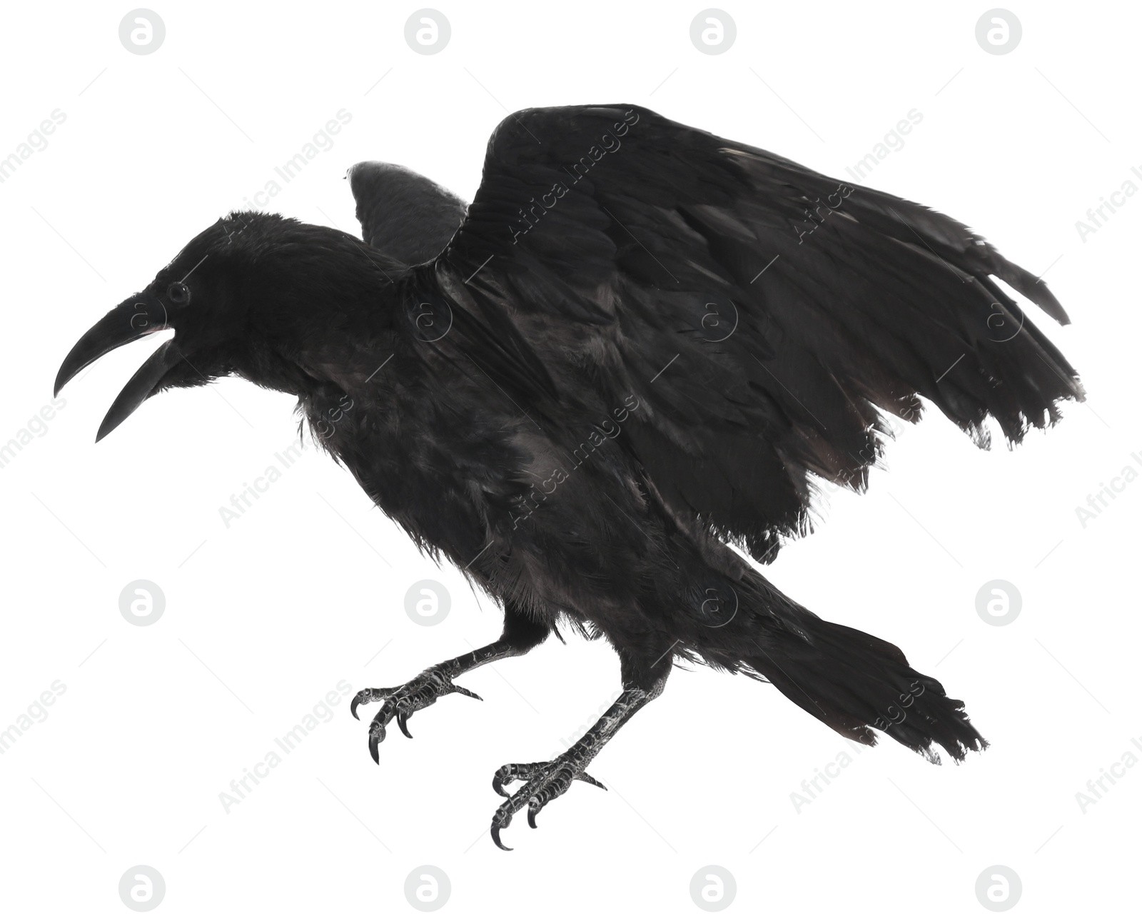 Photo of Beautiful black common raven on white background