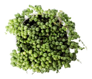 Photo of Beautiful green potted houseplant isolated on white, top view