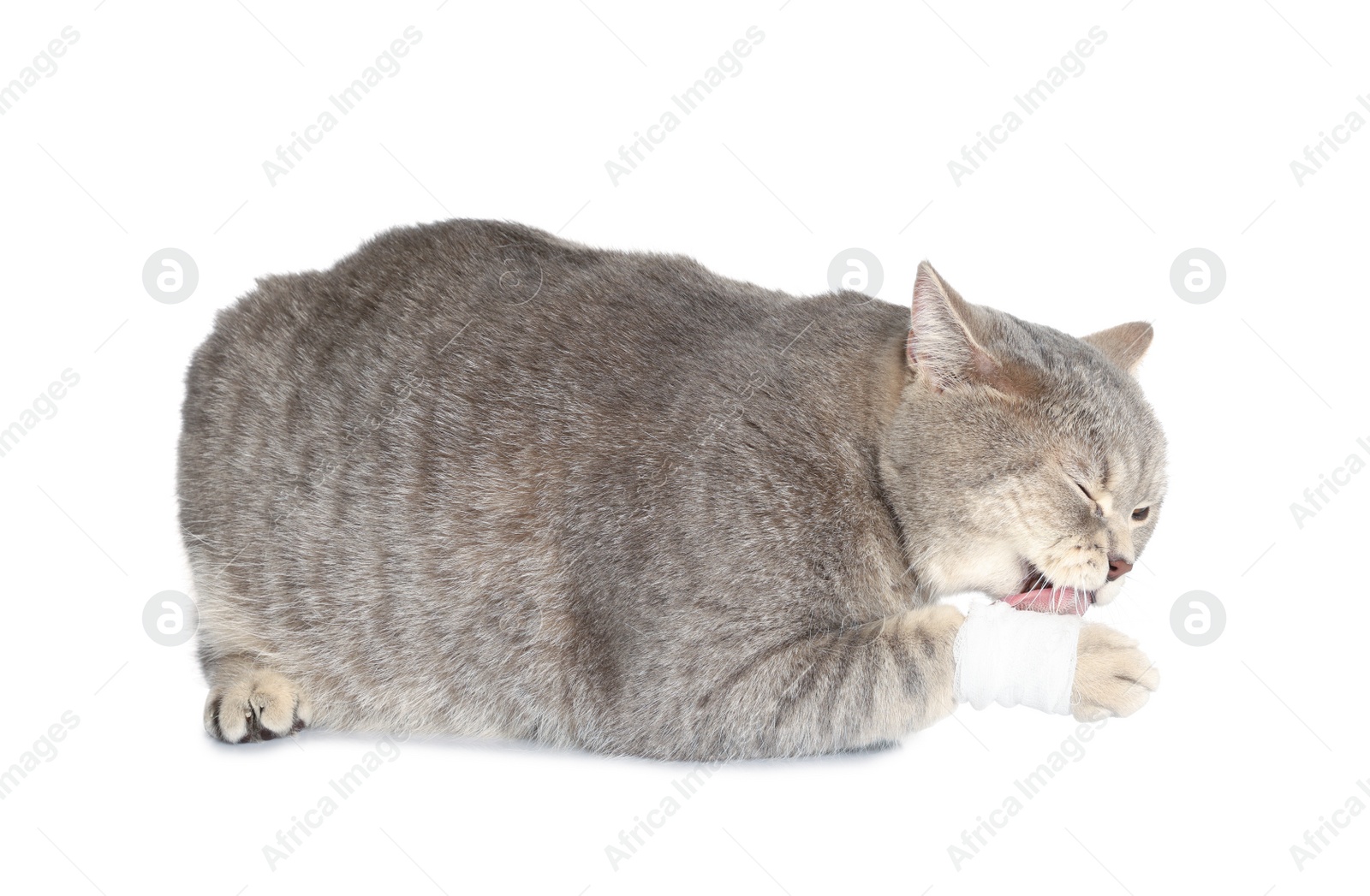 Photo of Cute scottish straight cat licking paw with bandage on white background