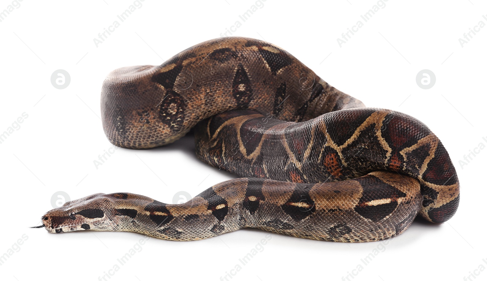 Photo of Brown boa constrictor on white background. Exotic snake