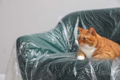Cute ginger cat resting in armchair covered with plastic film near light grey wall indoors