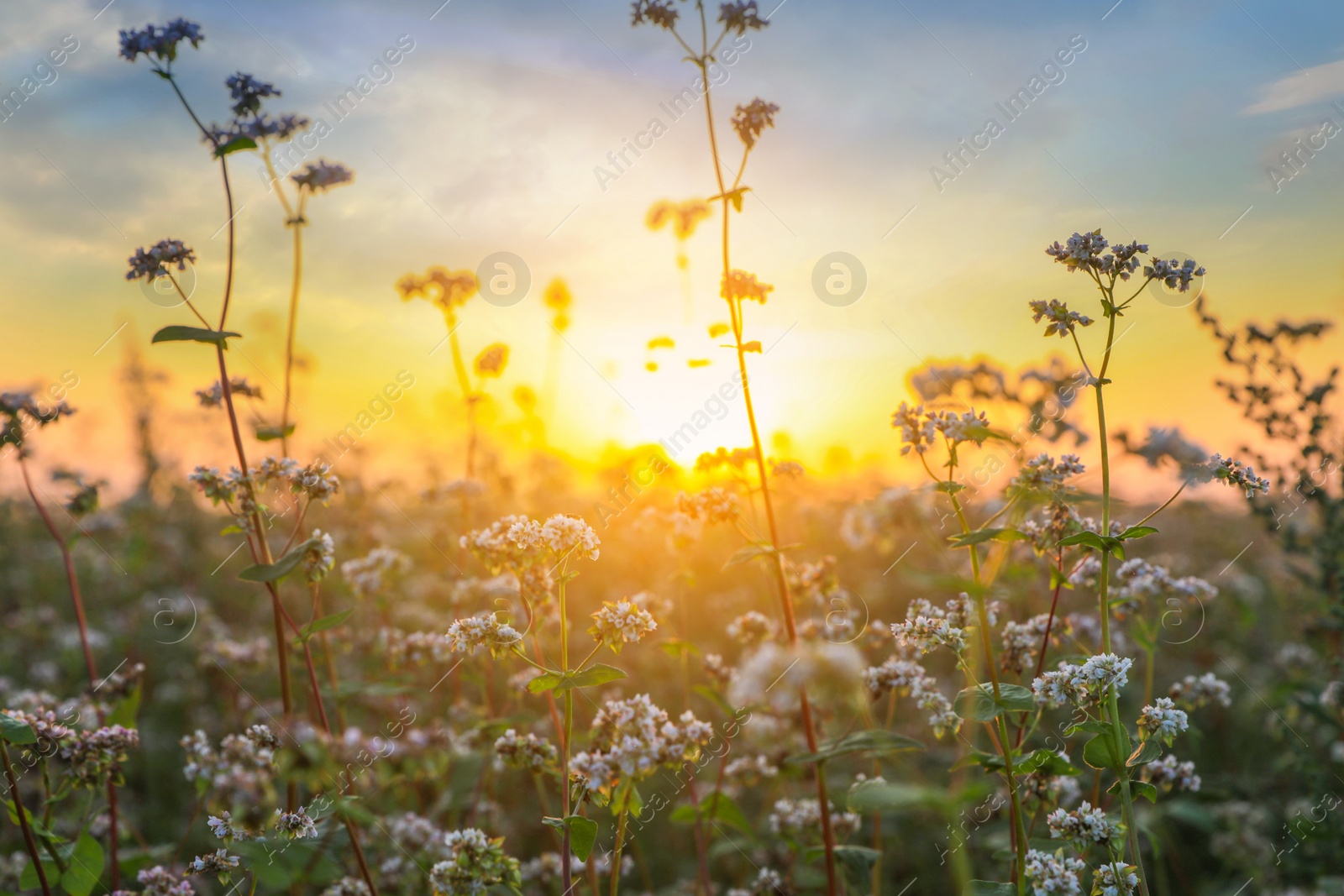 Photo of Closeup view of beautiful blossoming buckwheat flowers at sunset