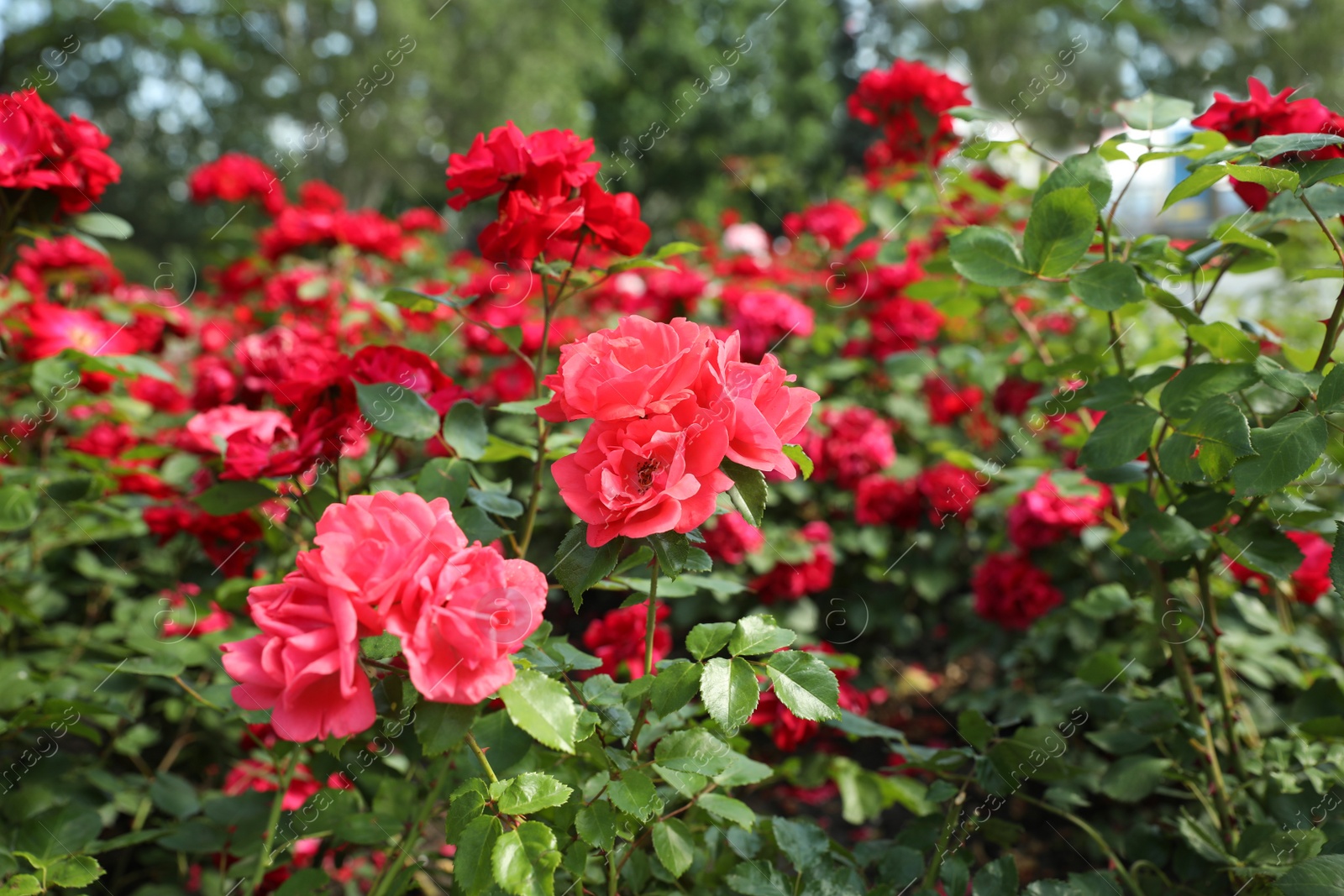 Photo of Beautiful red flowers outdoors on spring day. Potted plant