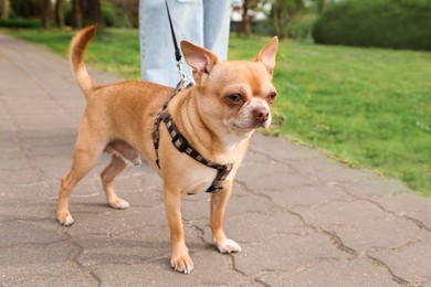 Owner walking with her chihuahua dog in park, closeup