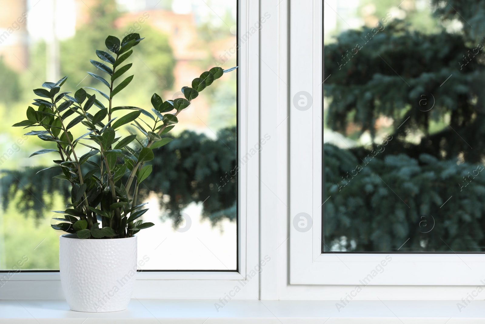 Photo of Beautiful potted houseplant on white window sill