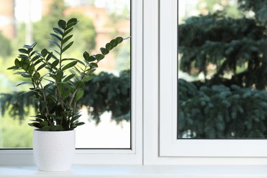 Photo of Beautiful potted houseplant on white window sill