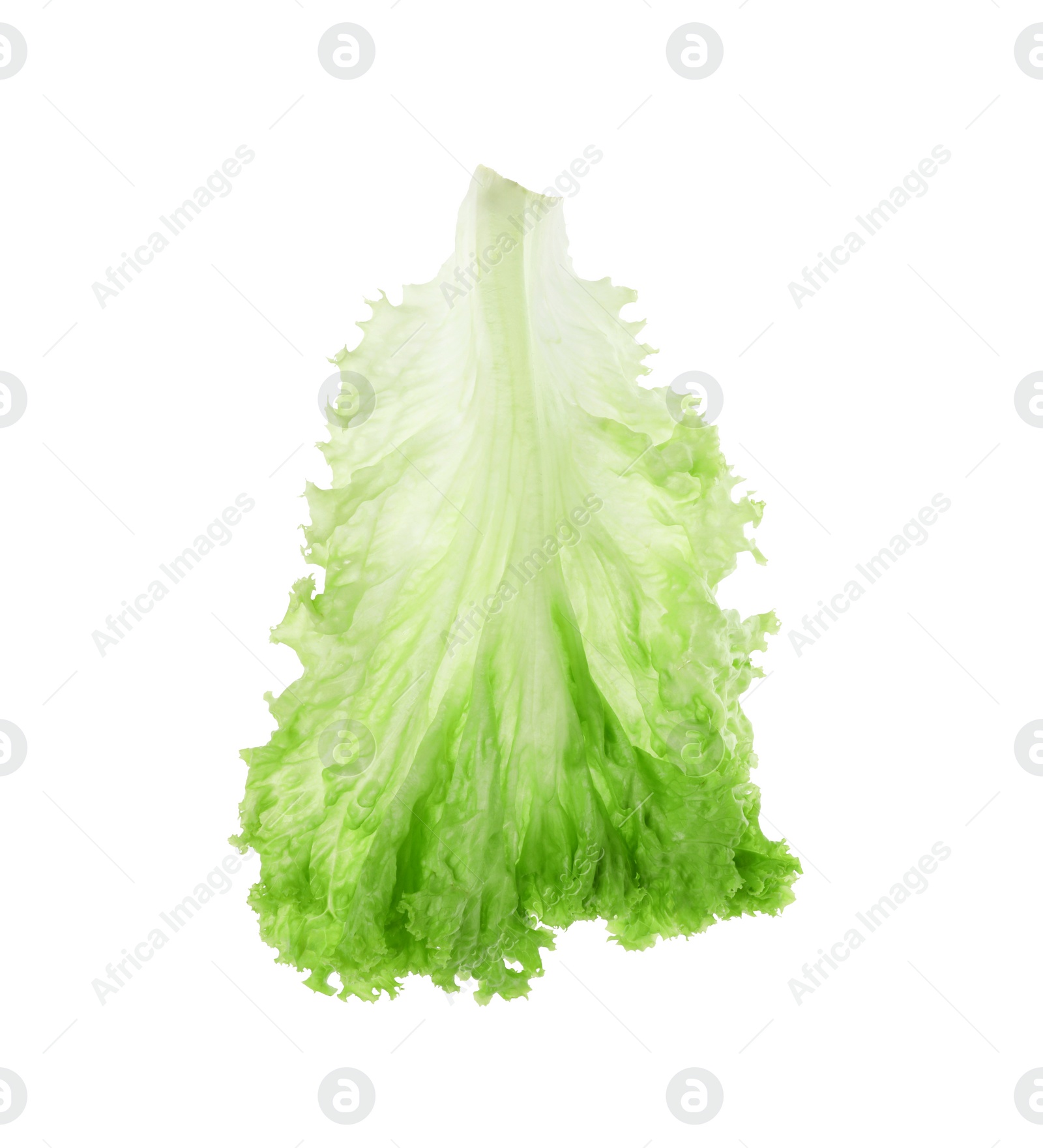 Photo of One green lettuce leaf isolated on white. Salad greens