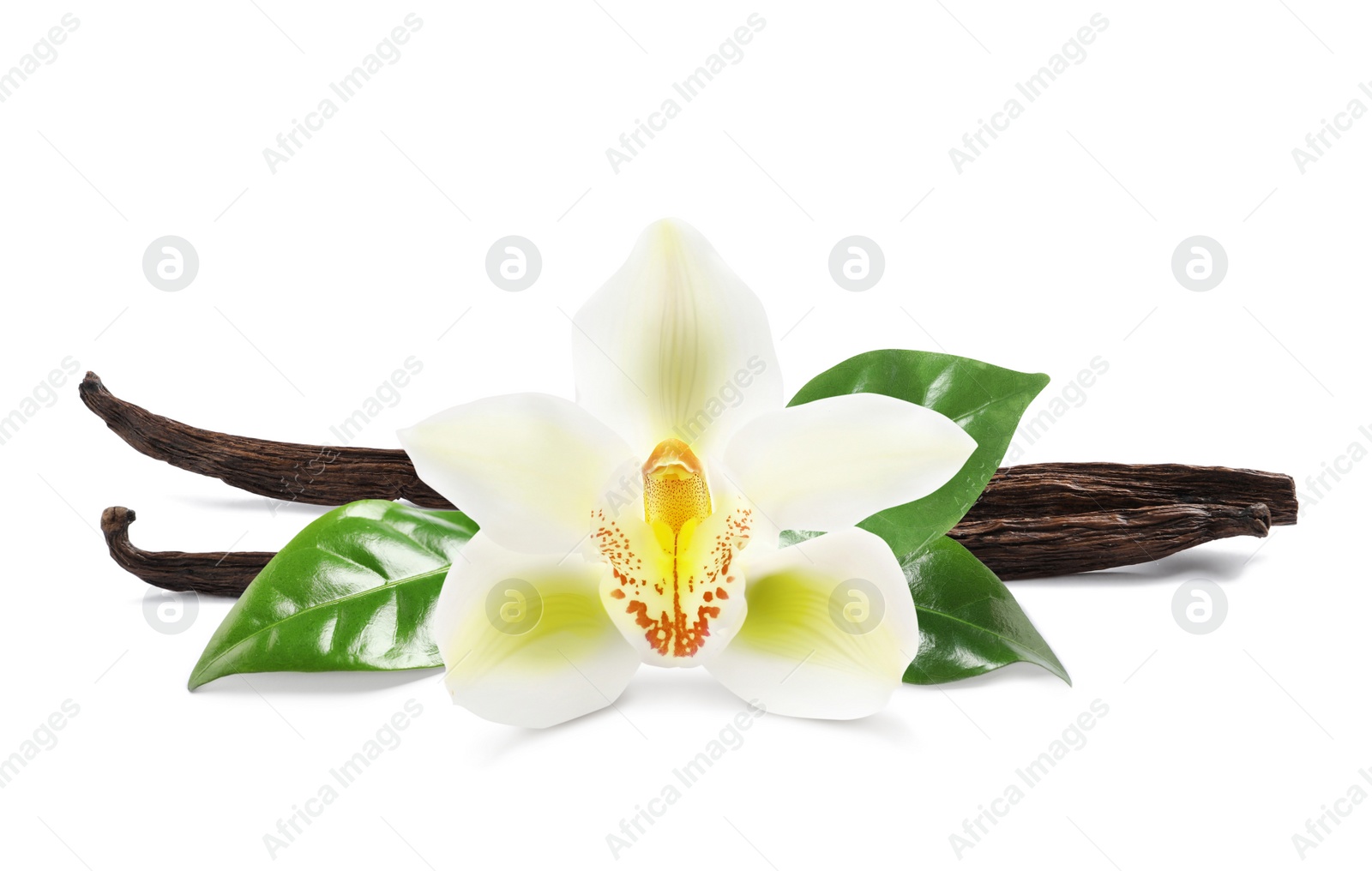 Image of Dried aromatic vanilla sticks, beautiful flower and green leaves on white background