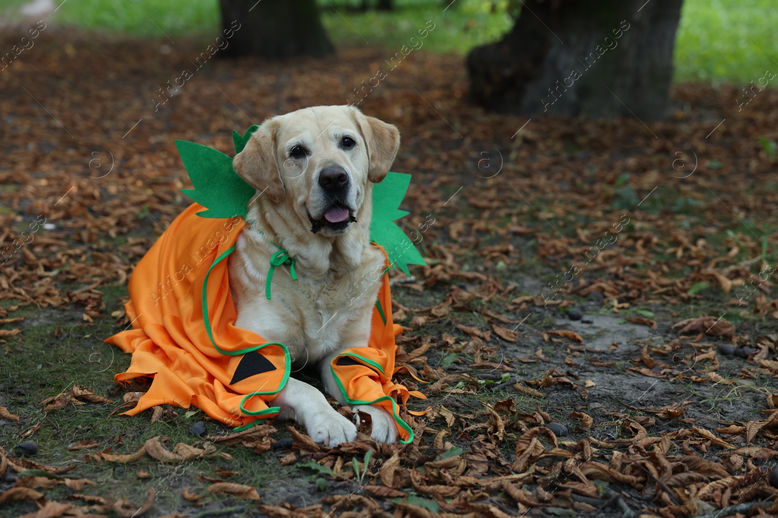 Photo of Cute Labrador Retriever dog wearing Halloween costume in autumn park. Space for text