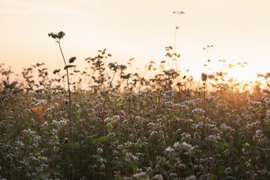 Photo of Beautiful view of blossoming buckwheat field at sunset