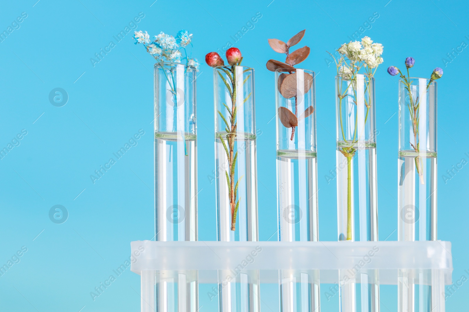 Photo of Different plants in test tubes on blurred background, closeup. Space for text