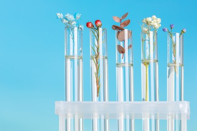 Photo of Different plants in test tubes on blurred background, closeup. Space for text