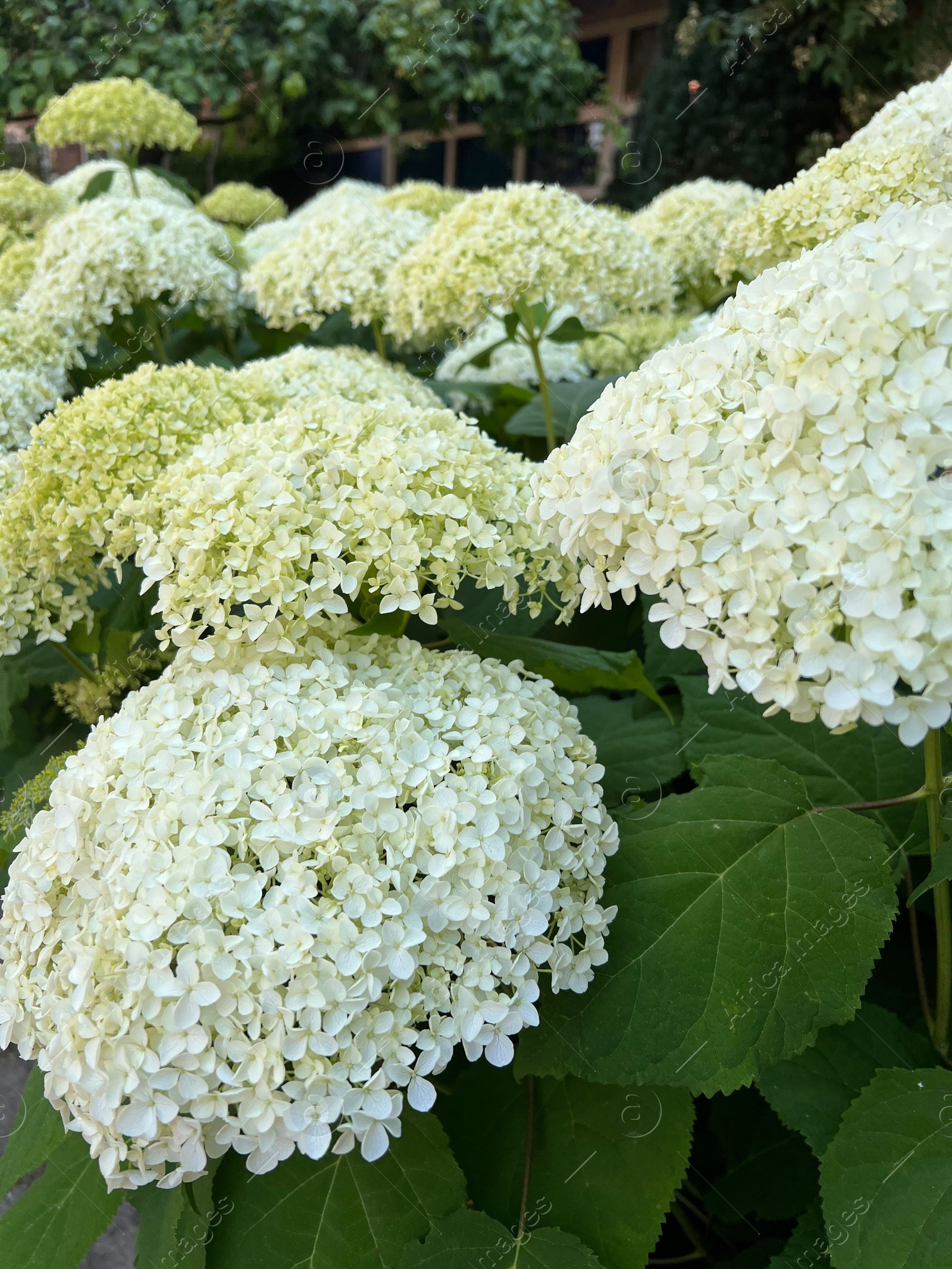 Photo of Beautiful hydrangea with blooming white flowers growing outdoors