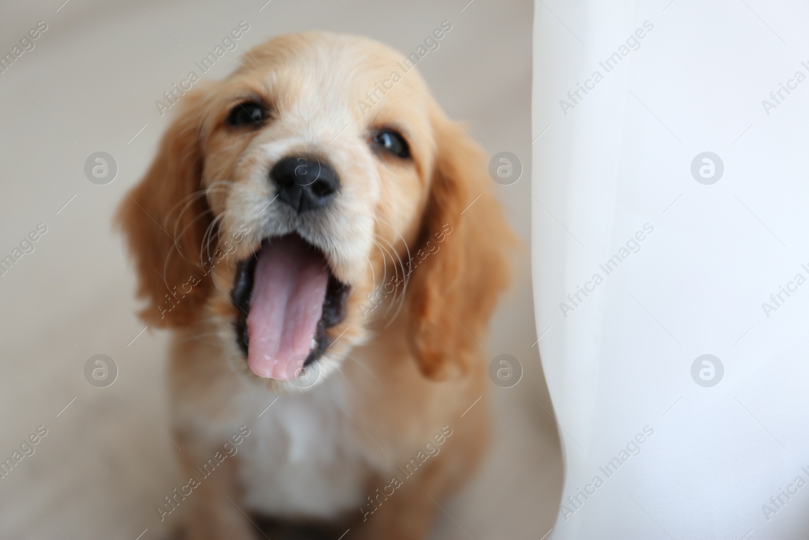 Photo of Cute English Cocker Spaniel puppy indoors. Space for text