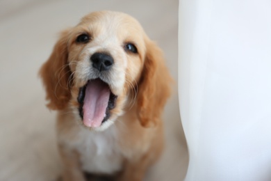 Cute English Cocker Spaniel puppy indoors. Space for text