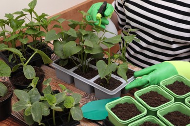 Photo of Woman wearing gardening gloves spraying with water seedlings growing in containers at wooden table, closeup