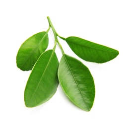 Branch of citrus leaves isolated on white