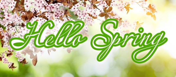 Hello Spring. Tree branches with beautiful flowers outdoors, banner design