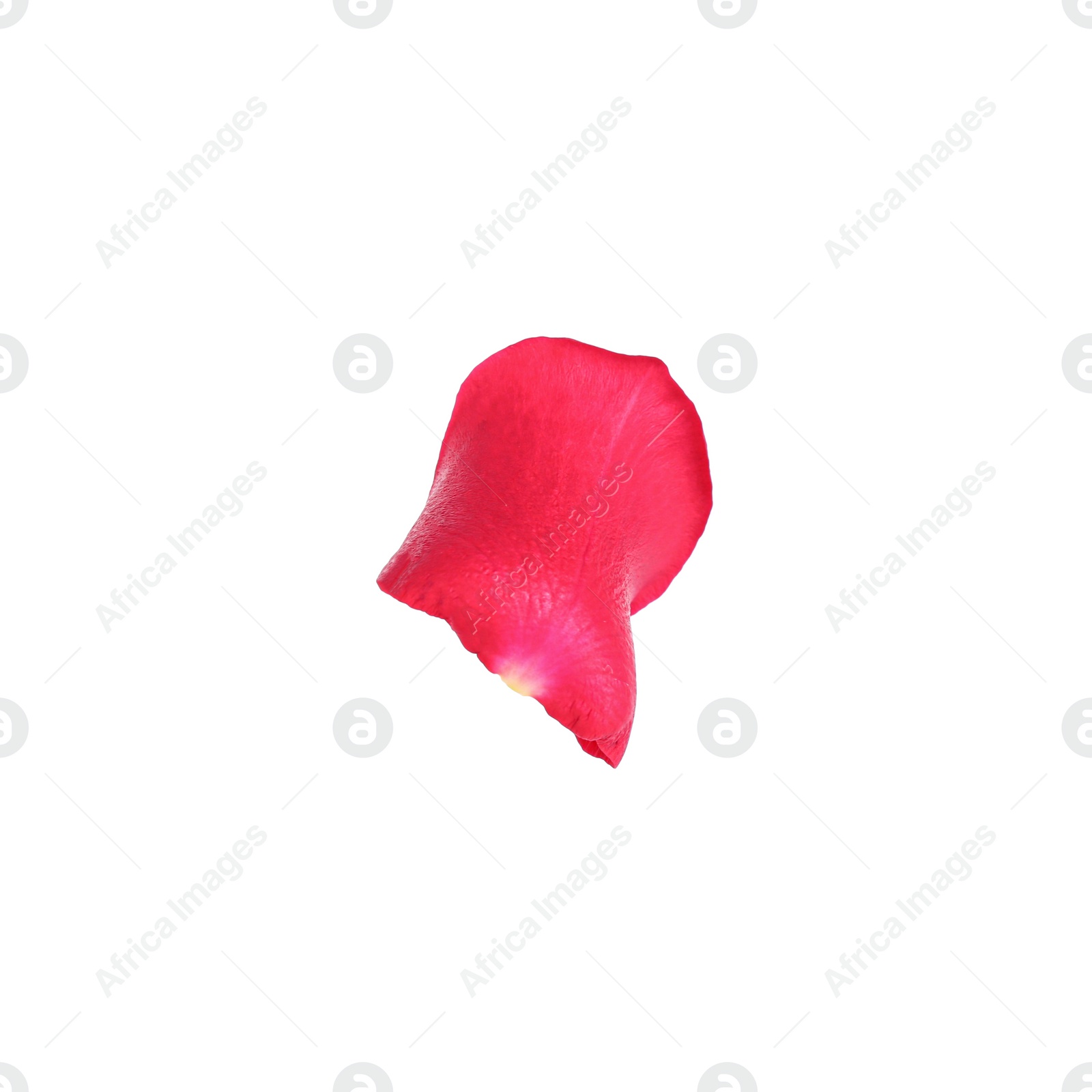 Photo of Tender red rose petal isolated on white