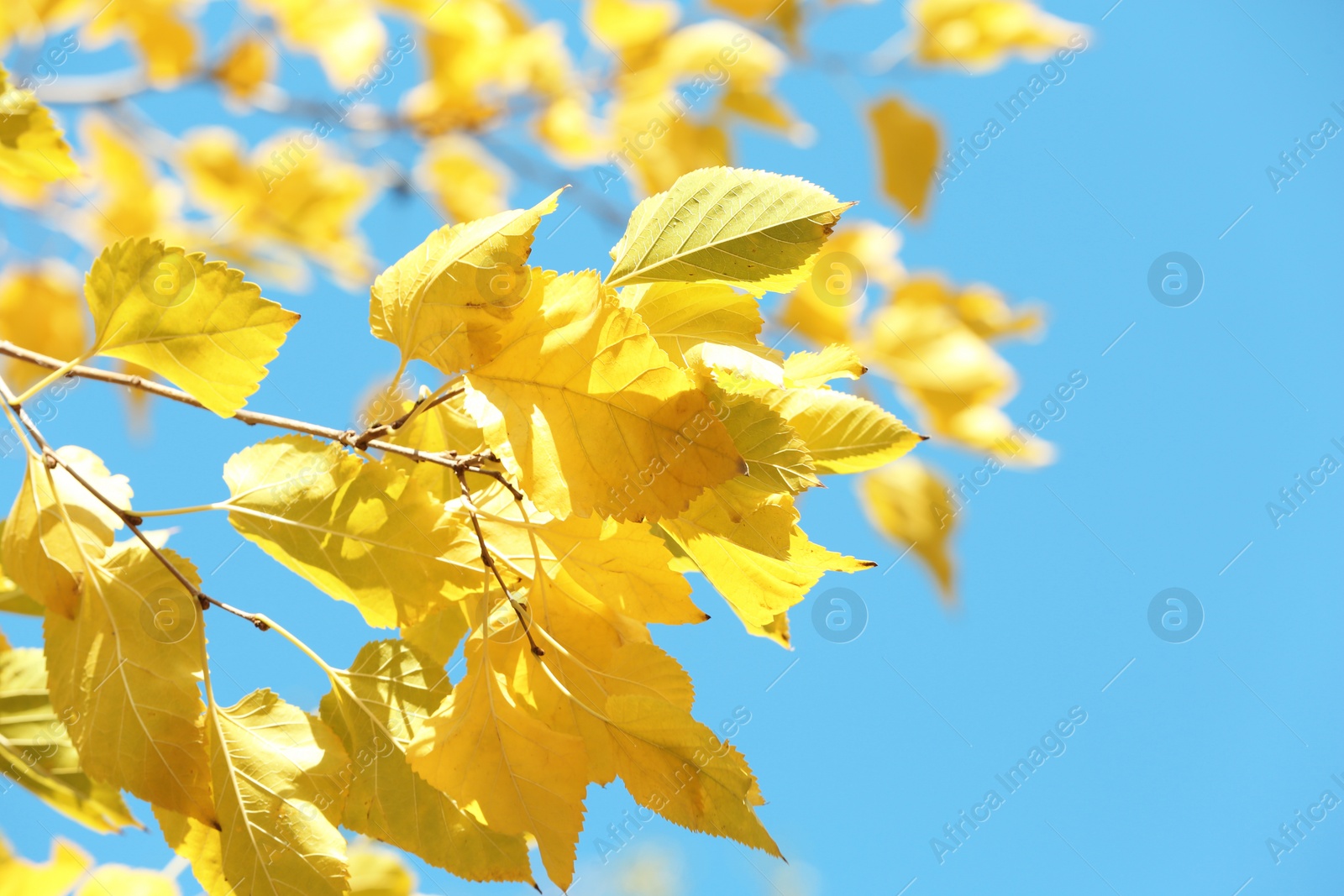 Photo of Twigs with golden leaves against blue sky. Autumn sunny day