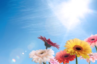 Image of Many colorful gerbera flowers under blue sky on sunny day