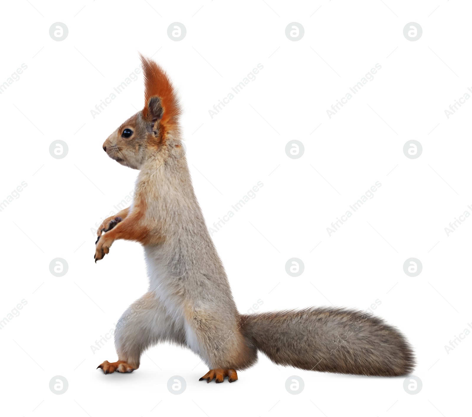 Image of Cute squirrel with fluffy tail on white background