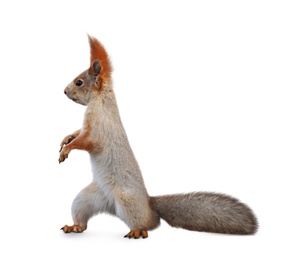 Cute squirrel with fluffy tail on white background