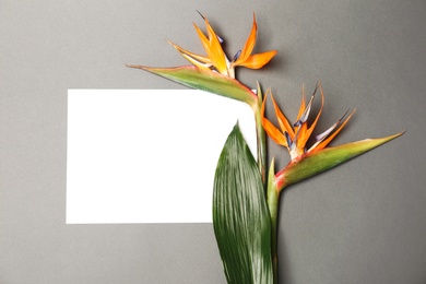 Photo of Creative flat lay composition with strelitzia flowers and tropical leaf on gray background