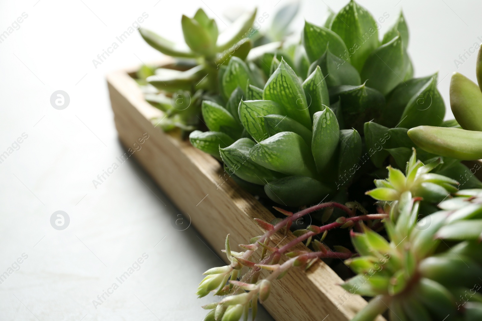 Photo of Many different echeverias in wooden tray on light grey background, closeup. Succulent plants