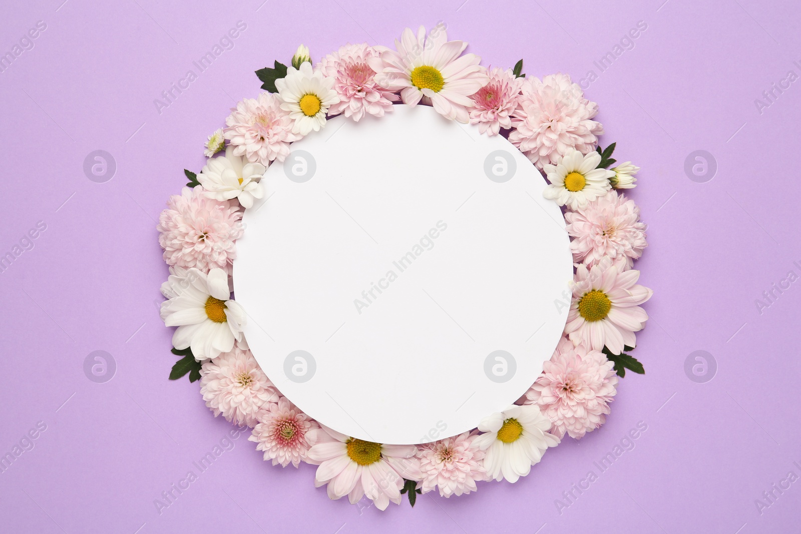Photo of Frame made with beautiful chrysanthemum flowers and blank card on violet background, flat lay. Space for text
