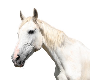 Image of Gorgeous horse isolated on white, closeup view