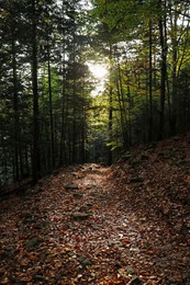 Picturesque view of pathway among trees in beautiful forest on autumn day