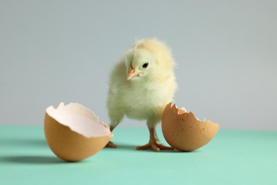 Photo of Cute chick and pieces of eggshell on turquoise table, closeup. Baby animal