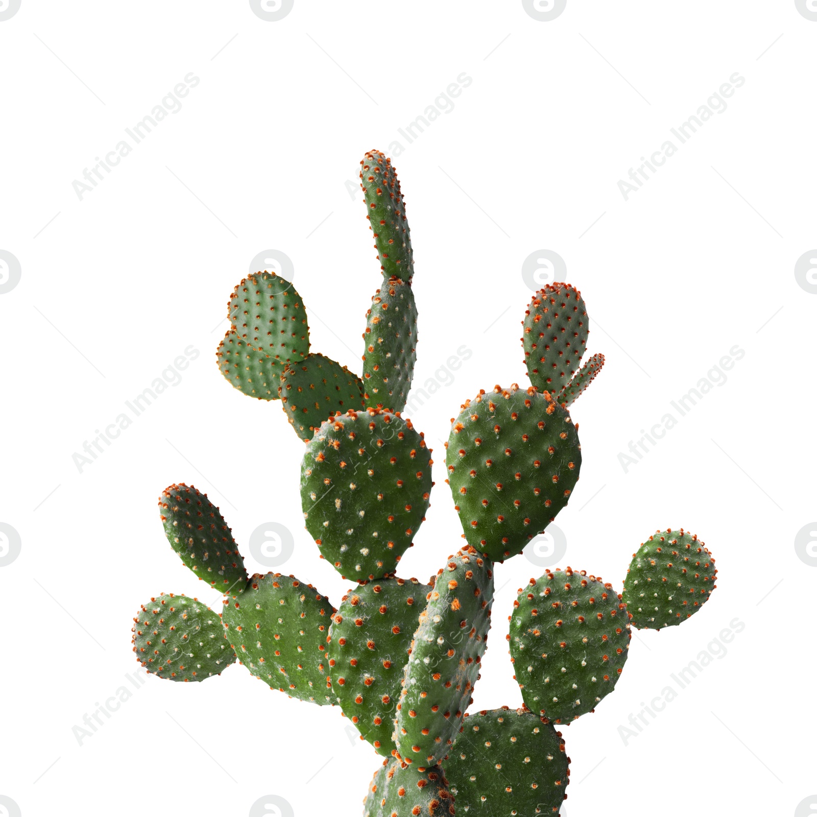 Image of Beautiful big green cactus on white background