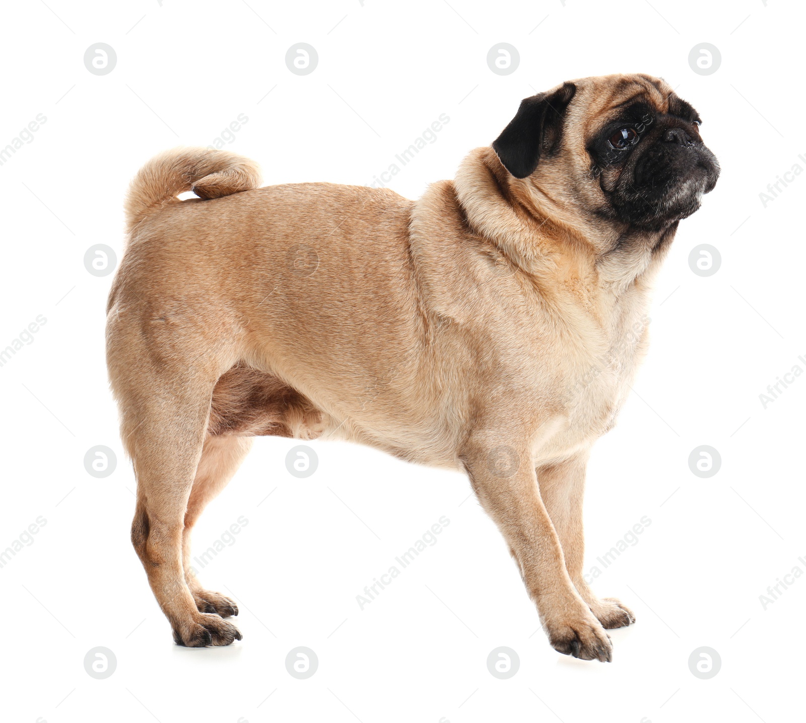 Photo of Happy cute pug dog isolated on white