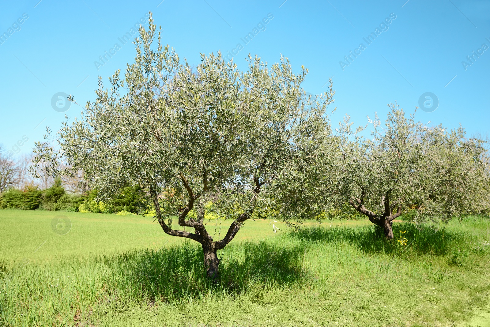 Photo of Beautiful view of olive trees outdoors on sunny day