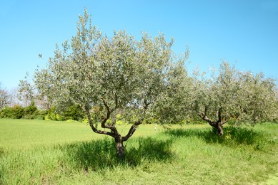 Beautiful view of olive trees outdoors on sunny day