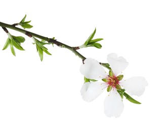 Beautiful blossoming tree branch isolated on white. Spring season