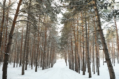 Photo of Beautiful forest covered with snow in winter