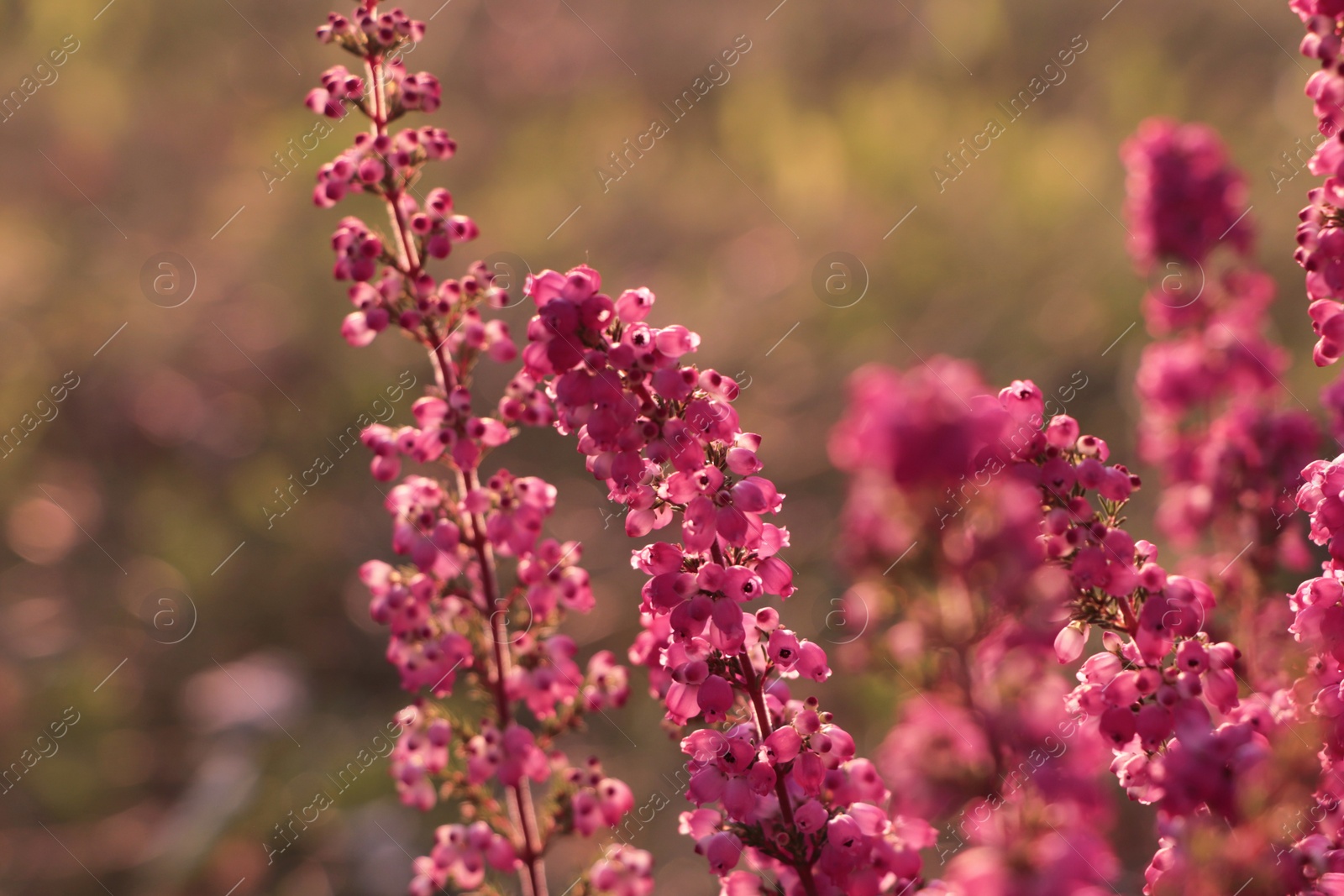 Photo of Heather shrub with beautiful blooming flowers outdoors on sunny day, closeup