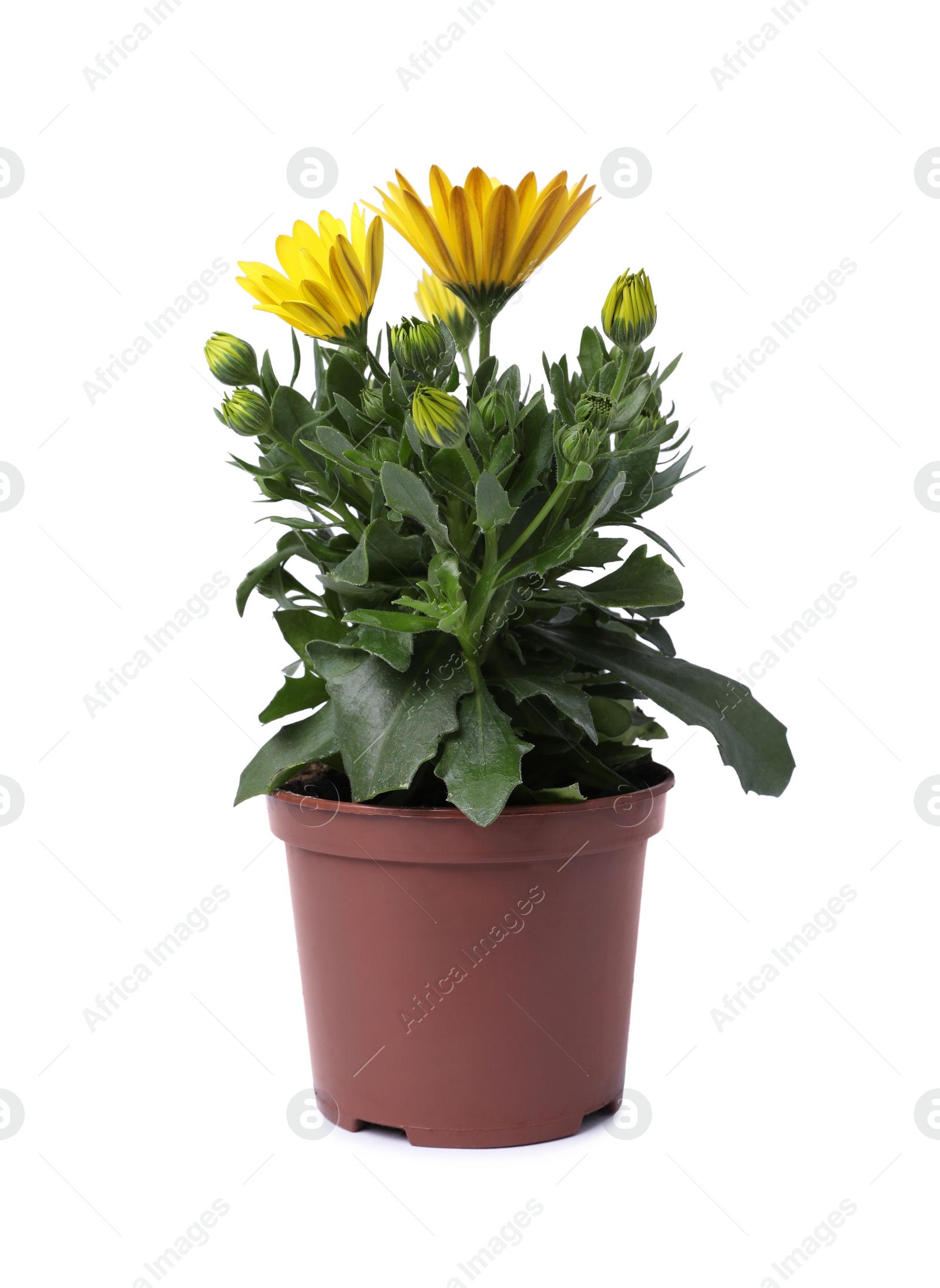 Photo of Beautiful blooming yellow flower in pot isolated on white