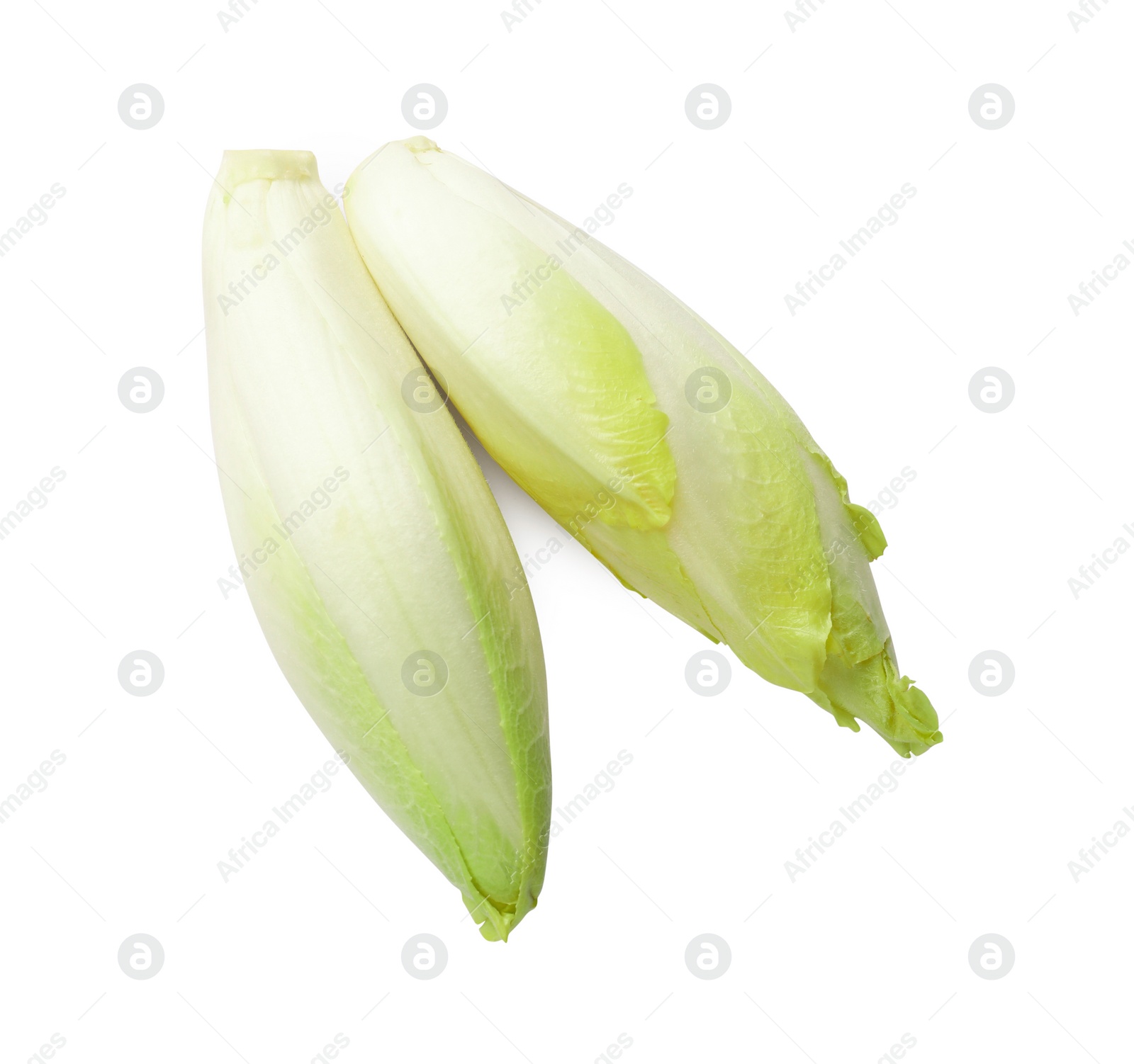 Photo of Raw ripe chicories on white background, top view