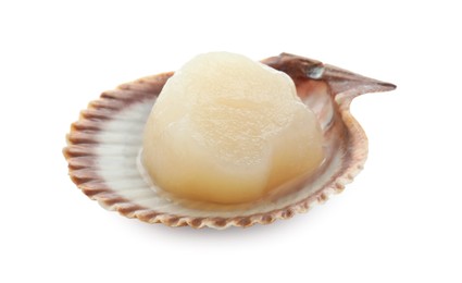 Fresh raw scallop in shell isolated on white