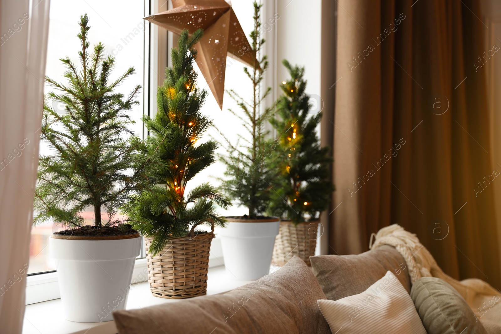 Photo of Small fir trees on windowsill. Interior design