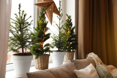 Photo of Small fir trees on windowsill. Interior design