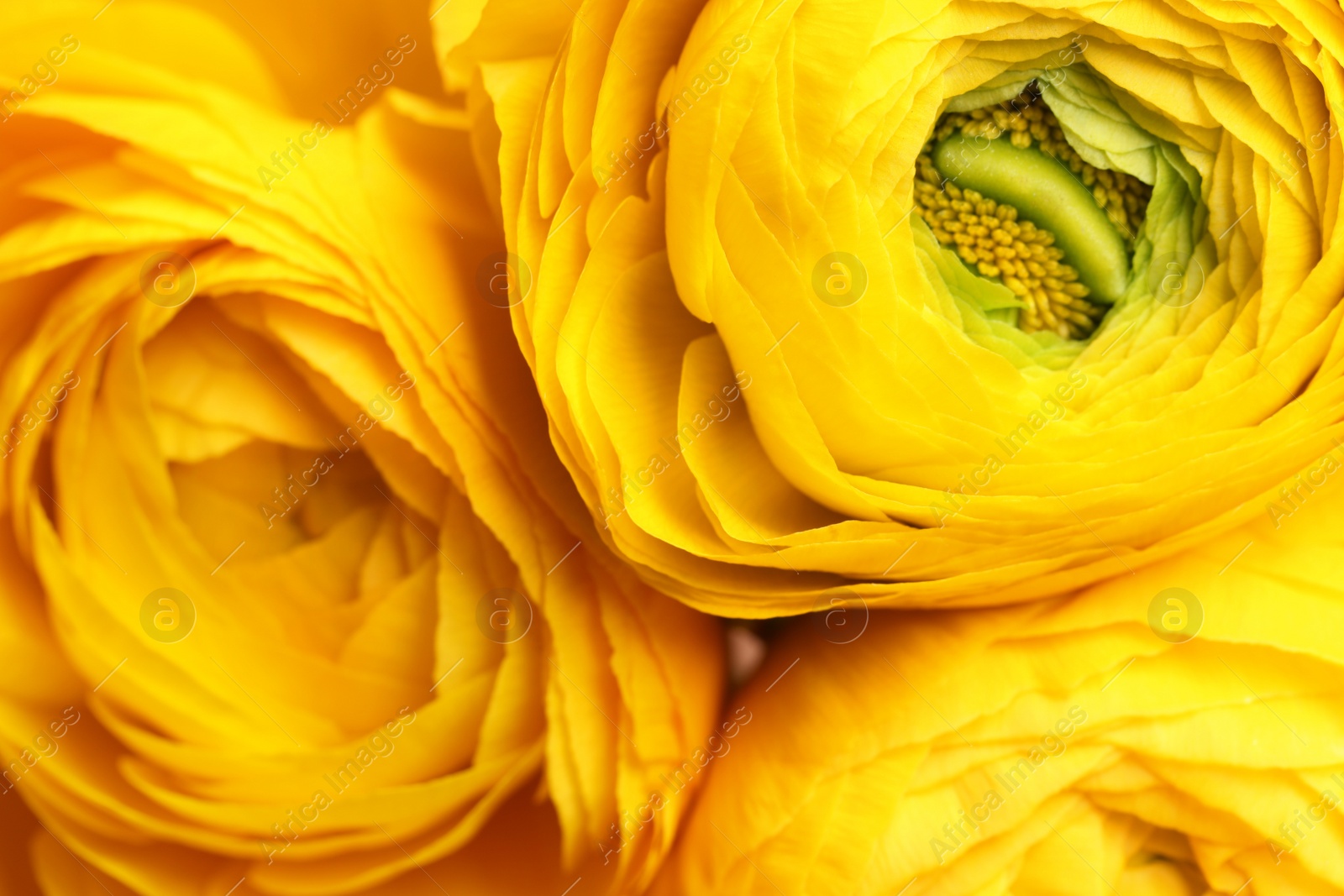 Photo of Beautiful fresh ranunculus flowers as background, closeup view. Floral decor