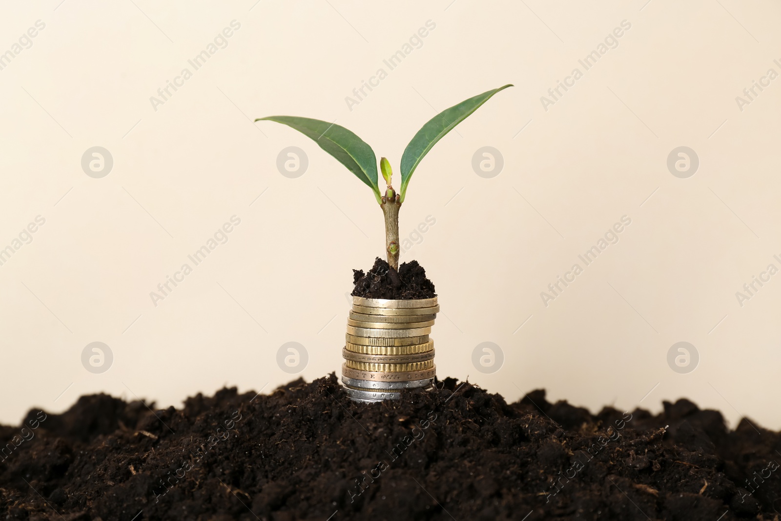 Photo of Stack of coins and green plant on soil against beige background. Profit concept