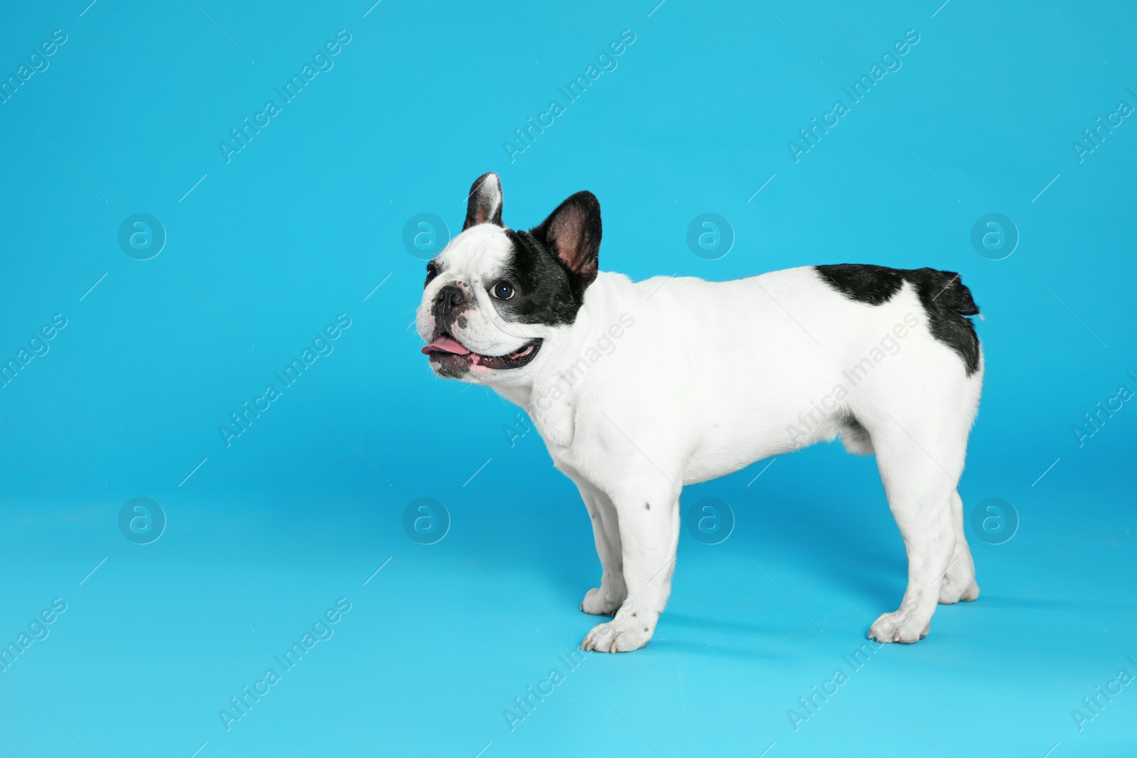 Photo of French bulldog on blue background. Space for text